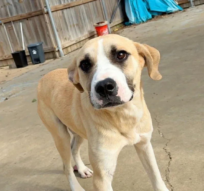 Troubadour Aka Tru thumbnail 4