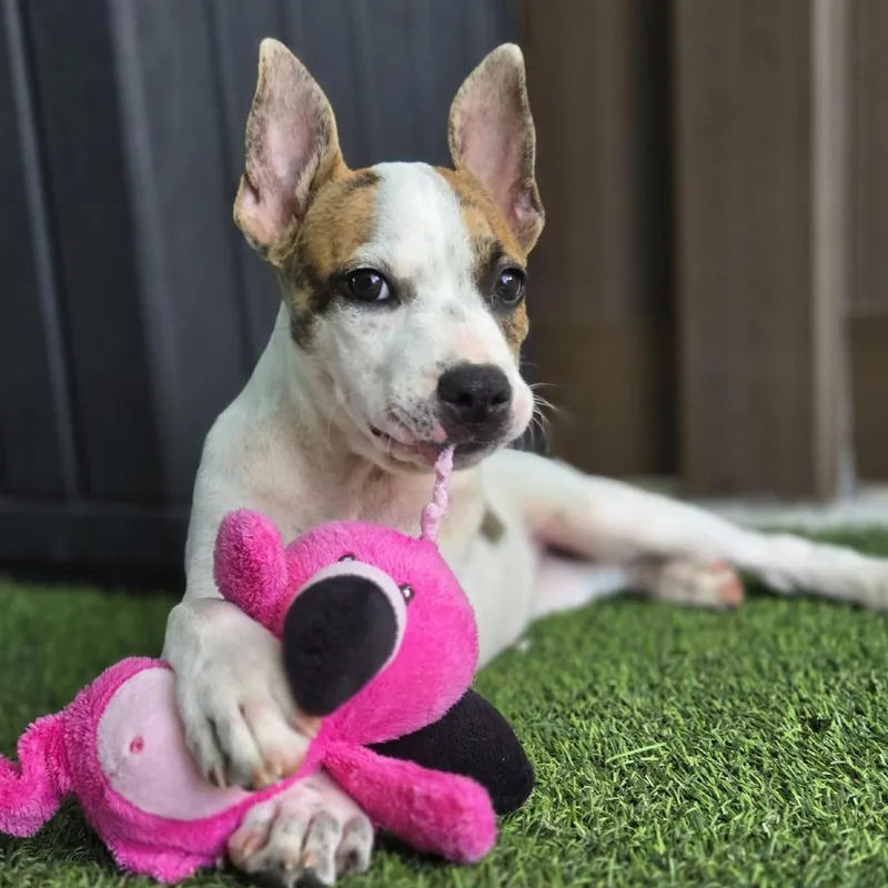 A baby medium-sized female White / Cream Mixed Breed dog named Jelly for adoption in Bradenton, FL