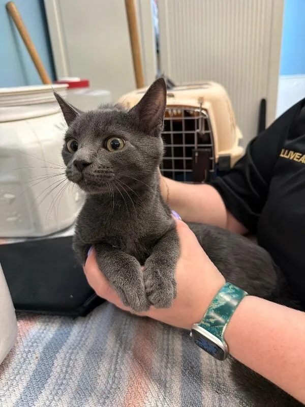 An adult medium-sized female Gray / Blue / Silver Domestic Short Hair cat named Colette for adoption in Supply, NC