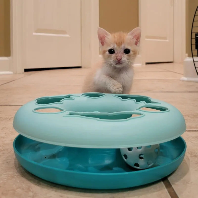 A baby small-sized female Buff / Tan / Fawn Domestic Short Hair cat named Patsy for adoption in HERNANDO, MS