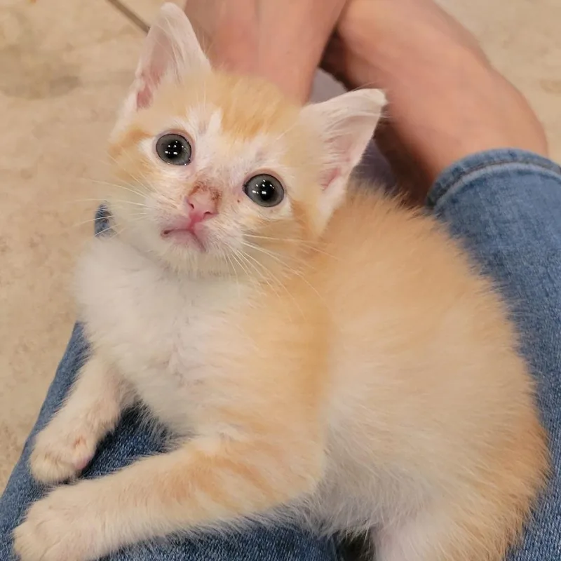 Patsy thumbnail 3