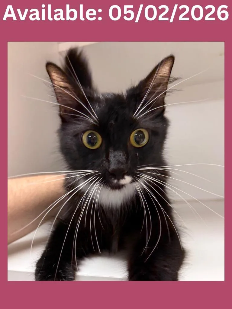 A young medium-sized female Domestic Short Hair cat named Cat Condo  Erika for adoption in Greenville, TX
