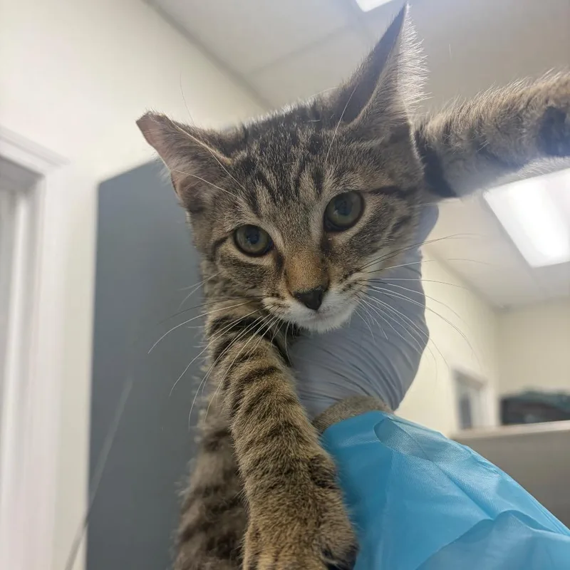 A baby small-sized male Brown / Chocolate Domestic Short Hair cat named Aco for adoption in Pekin, IL