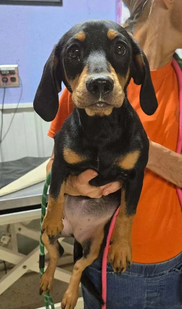 A young medium-sized female Tricolor (Brown, Black, & White) Dachshund dog named Oregano for adoption in Waverly, OH