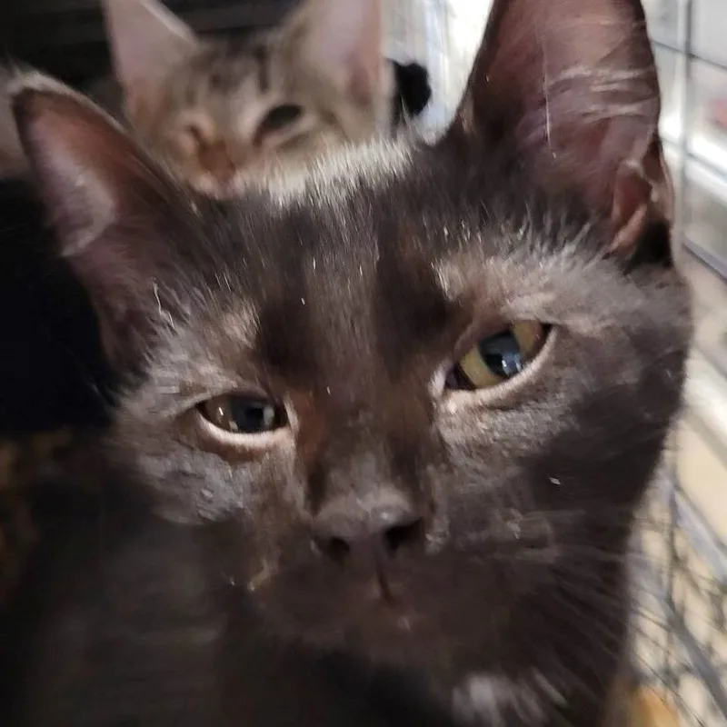 A baby medium-sized male Domestic Short Hair cat named Braxton for adoption in Robinson, IL