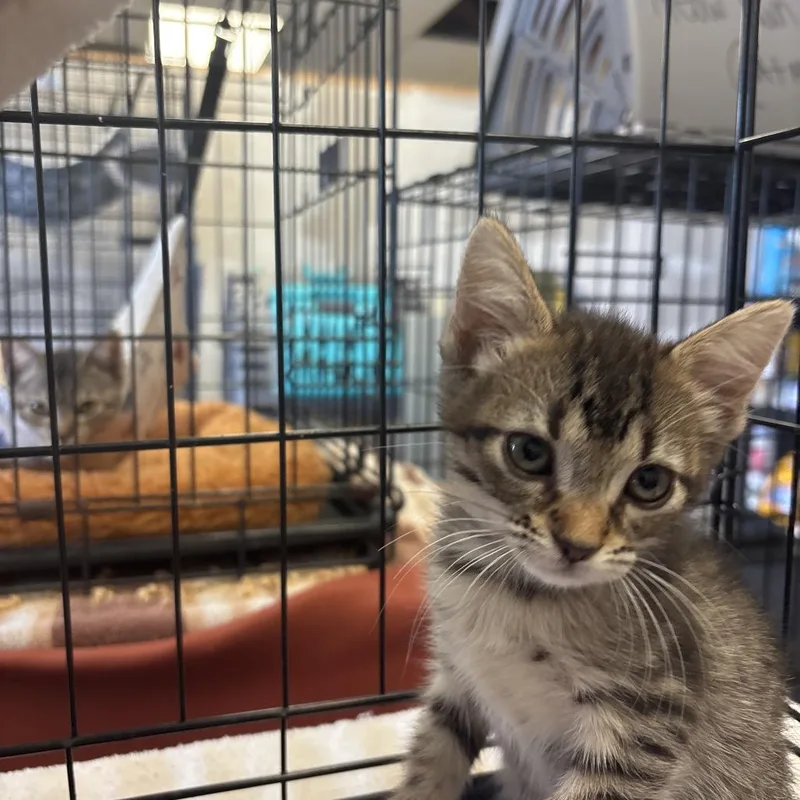A baby small-sized female Brown / Chocolate Domestic Short Hair cat named Jelly Bean for adoption in Webster, TX