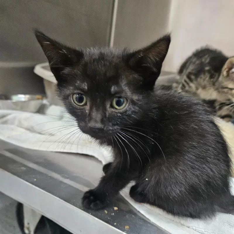 A baby small-sized male Black Domestic Short Hair cat named Rowdy for adoption in Ridgely, MD