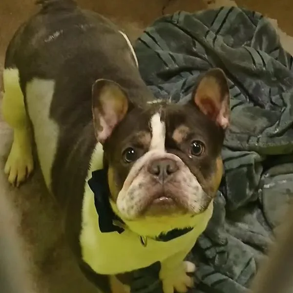 An adult medium-sized male Brown / Chocolate French Bulldog dog named Cedric for adoption in Spokane, WA