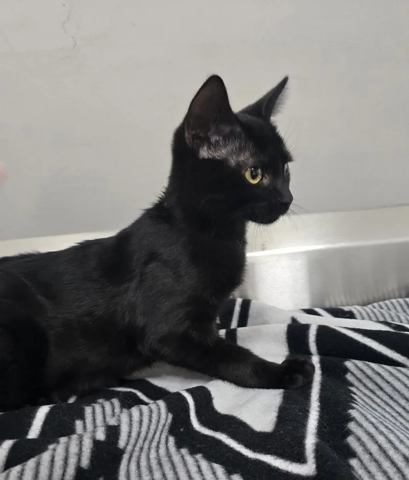 A young medium-sized male Black Domestic Short Hair cat named Nickel for adoption in Dickson, TN