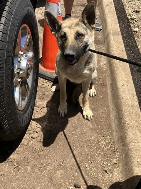 A young large-sized male Mixed Breed dog named Stanley for adoption in Dallas, TX