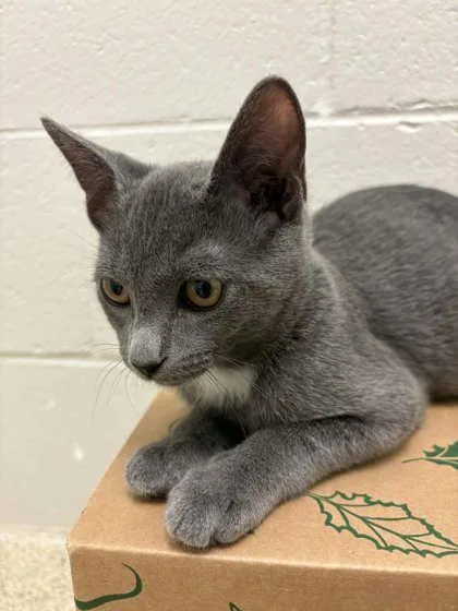 A baby small-sized female Gray / Blue / Silver Domestic Short Hair cat named Poppy for adoption in Harbor Springs, MI