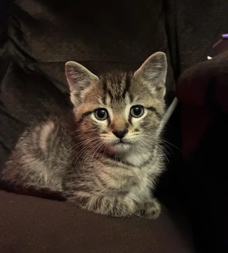 A baby medium-sized male Tabby (Gray / Blue / Silver) Domestic Short Hair cat named Apollo for adoption in Atoka, TN