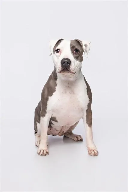 An adult extra large-sized male American Staffordshire Terrier dog named Jay for adoption in Miami, FL