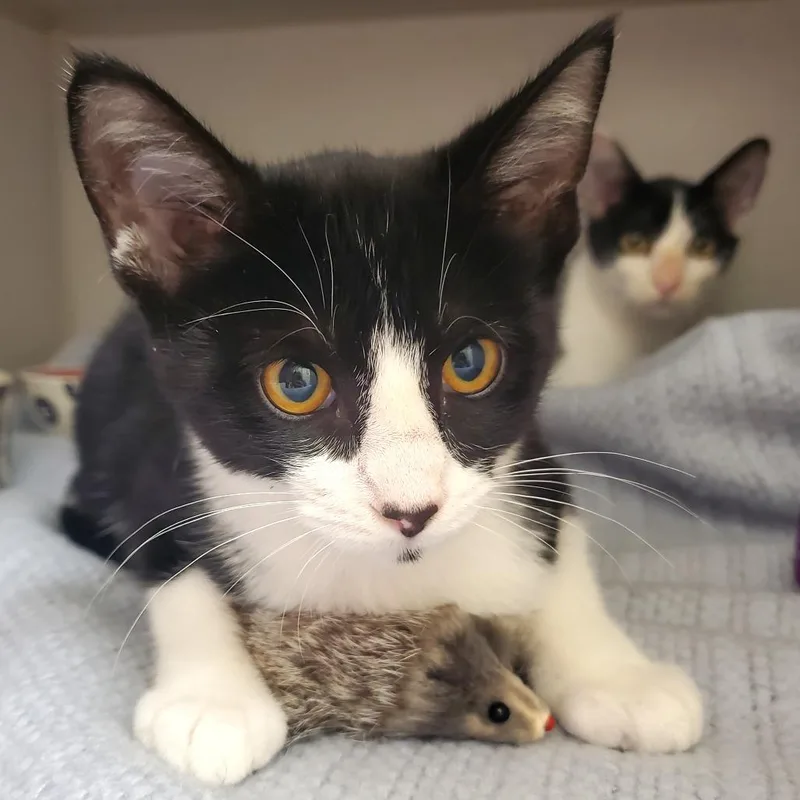 A baby small-sized female Black Domestic Short Hair cat named Hestia for adoption in Oshkosh, WI