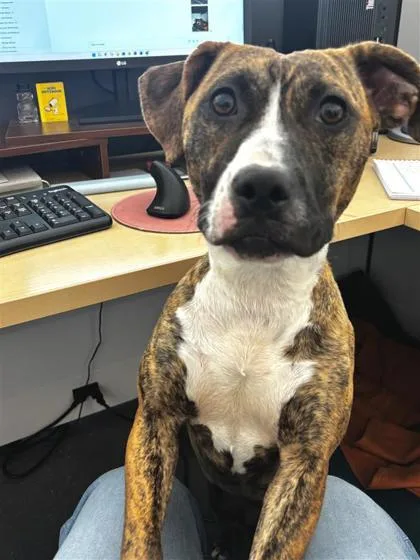 A young medium-sized female Mixed Breed dog named Percilla for adoption in New Orleans, LA