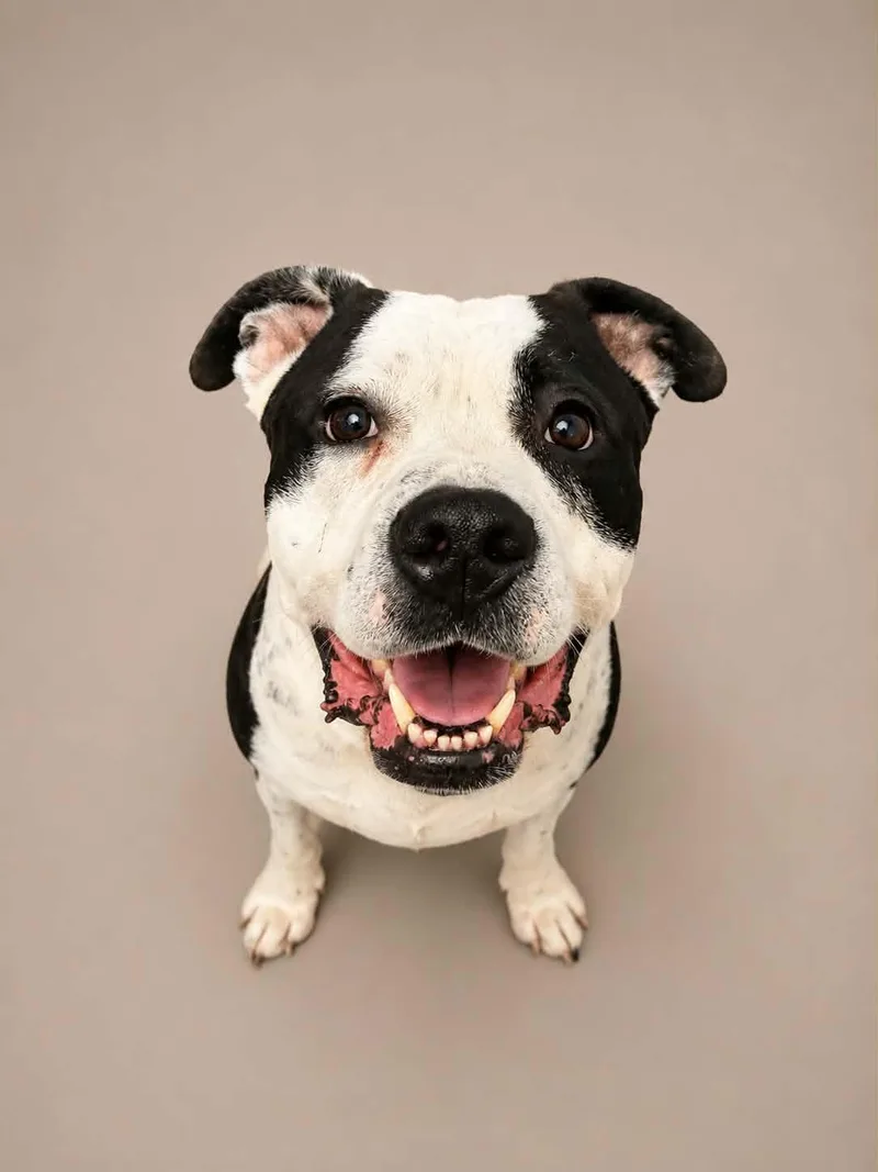 A young large-sized male Black Pit Bull Terrier dog named Meathead for adoption in Mansfield, OH