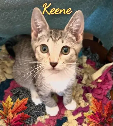 Keene thumbnail 2