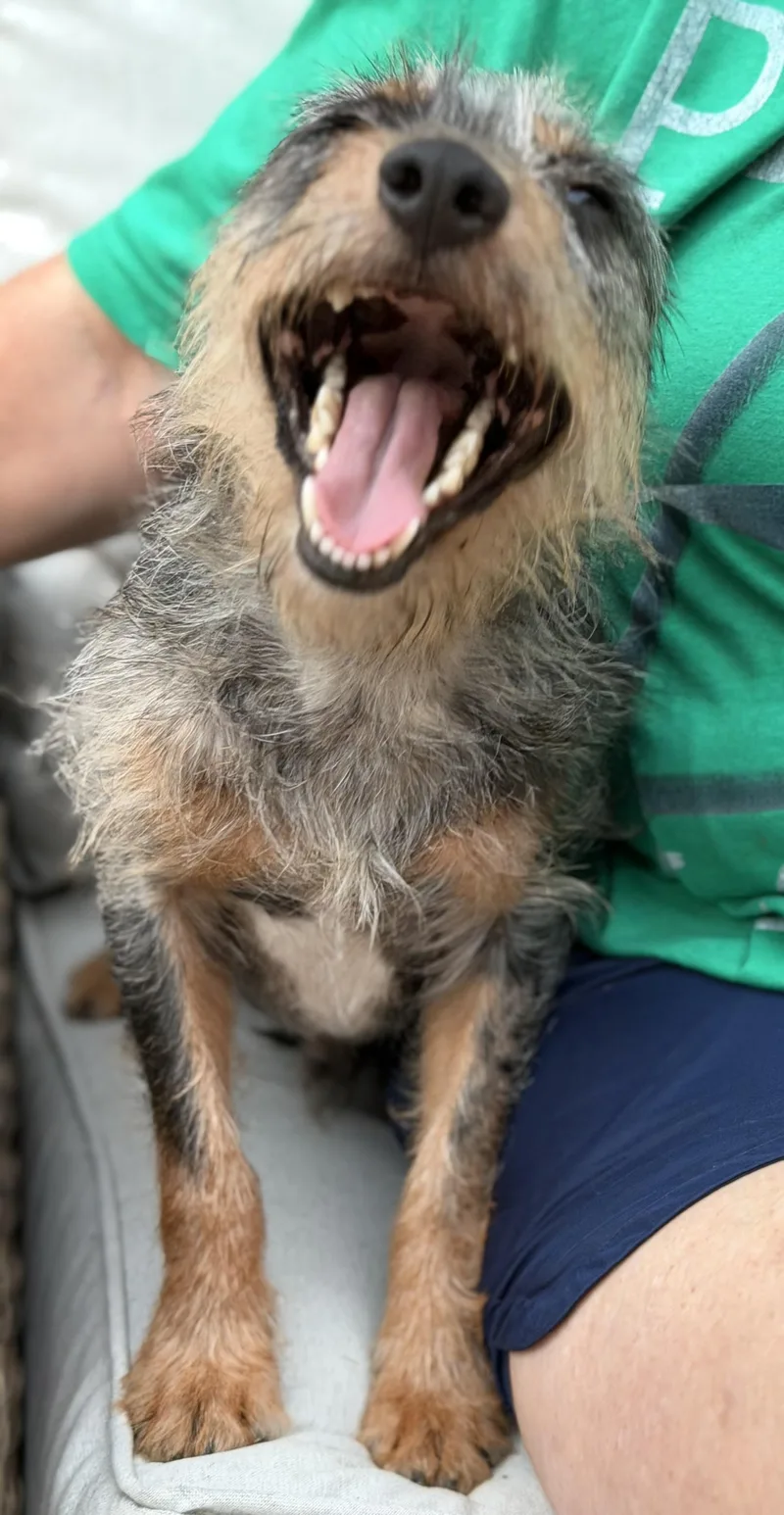 An adult small-sized male Wirehaired Terrier dog named Scooter for adoption in Kings Mountain, NC