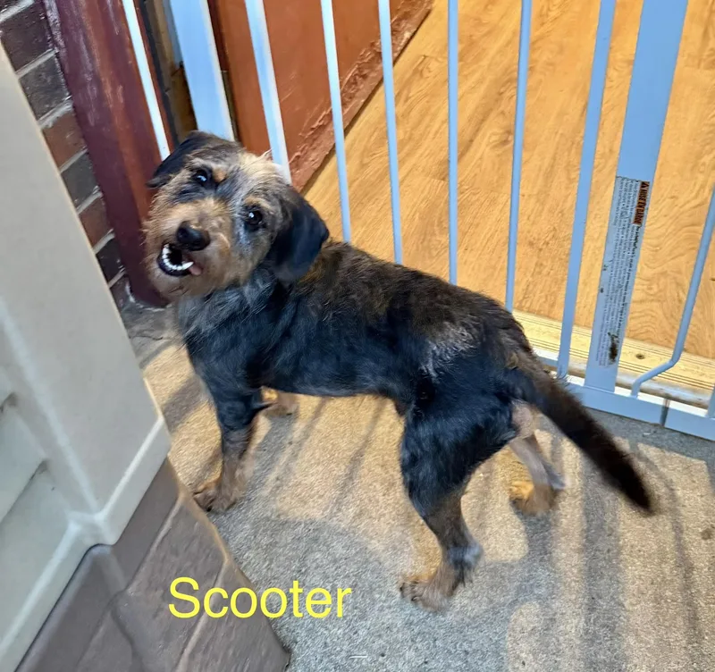 Scooter thumbnail 4