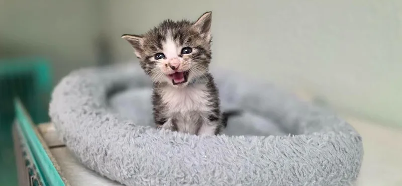 A baby small-sized female Domestic Short Hair cat named Omega for adoption in California City, CA