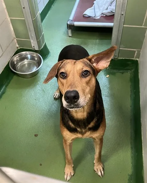 An adult medium-sized female Mixed Breed dog named Tudy for adoption in Dallas, TX