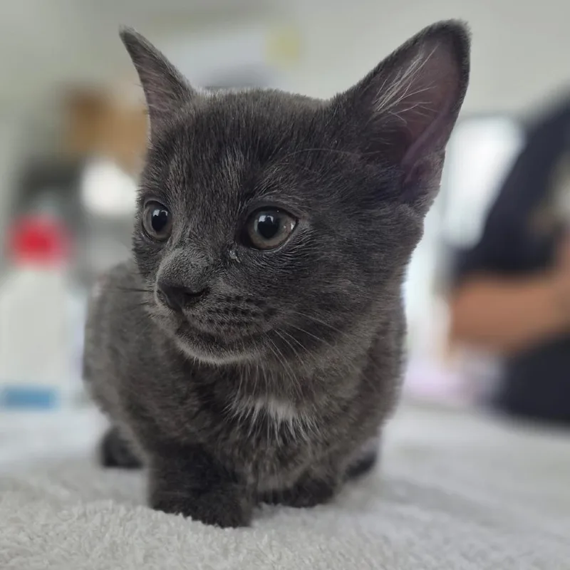 Officer Squeak