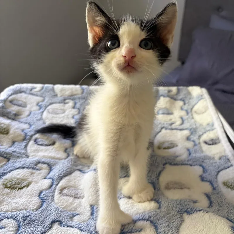 A baby small-sized male Domestic Short Hair cat named Hicks for adoption in Jupiter, FL