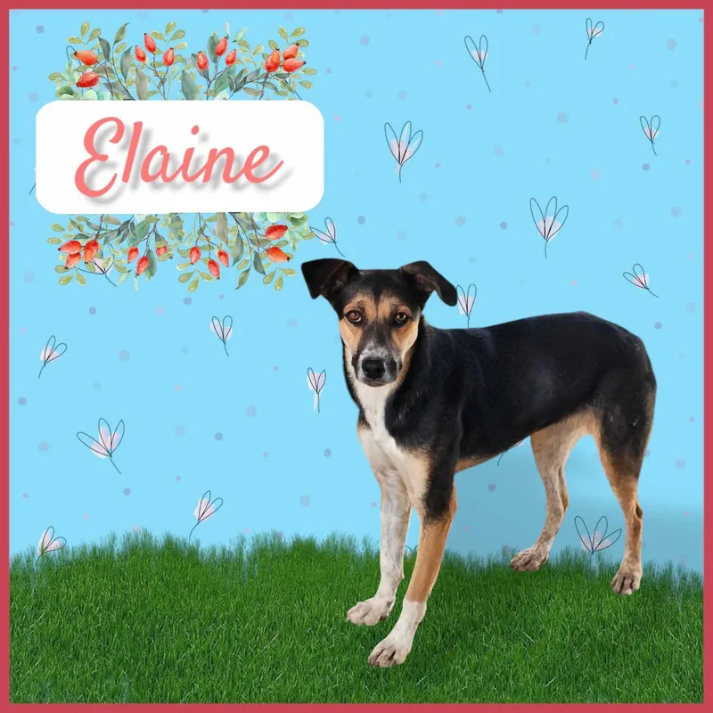 Elaine thumbnail 4