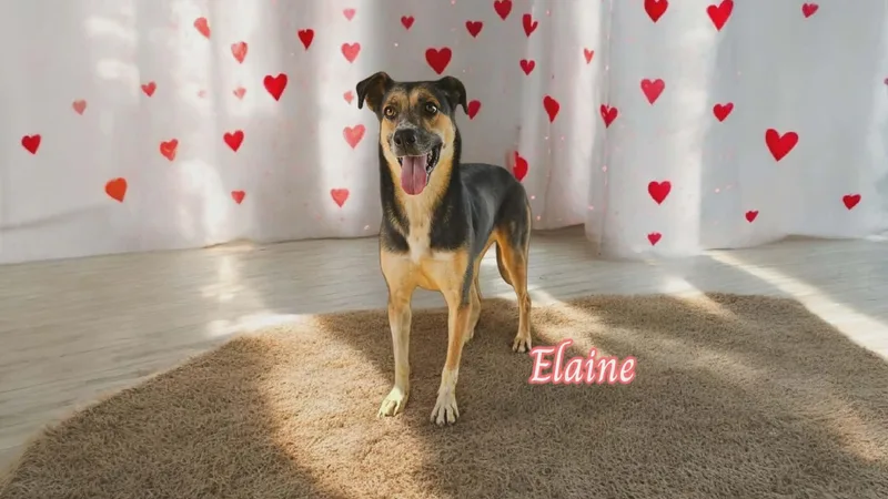Elaine thumbnail 5