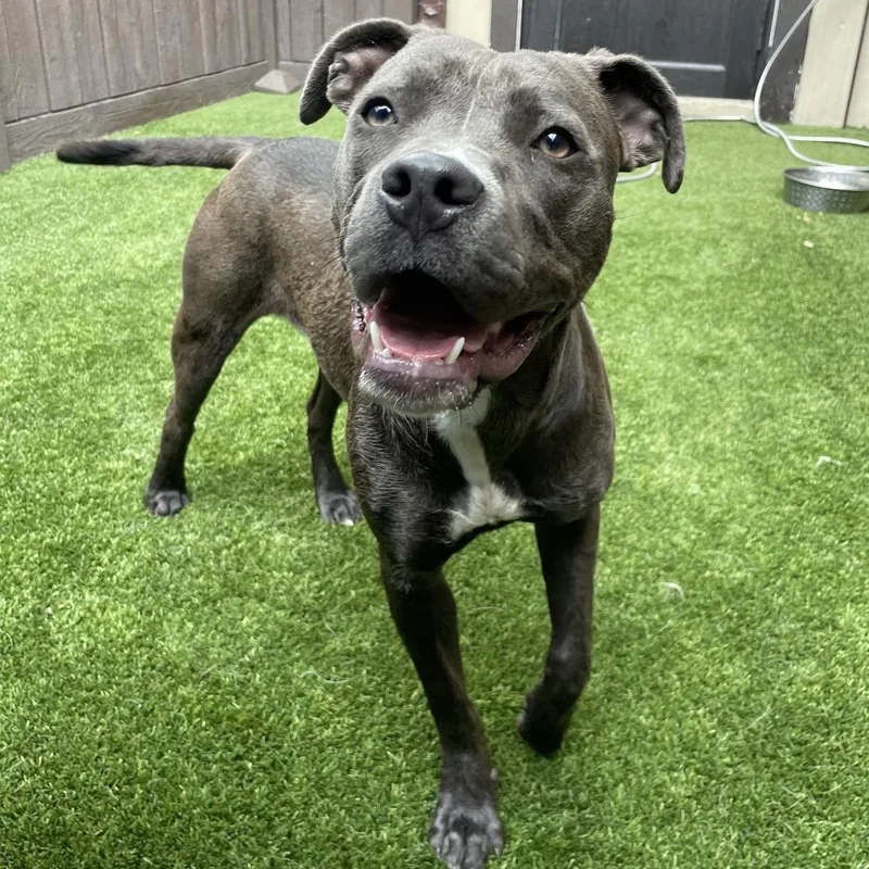 A young medium-sized female Gray / Blue / Silver American Staffordshire Terrier dog named Liberty for adoption in LOXAHATCHEE, FL