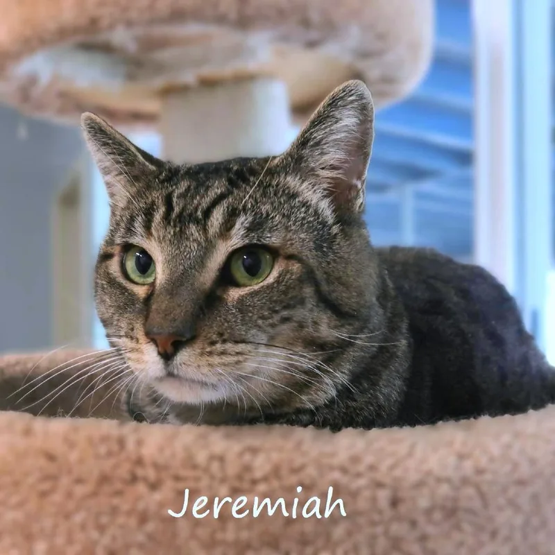 A senior small-sized male Gray / Blue / Silver Domestic Short Hair cat named Jeremiah for adoption in Yucaipa, CA