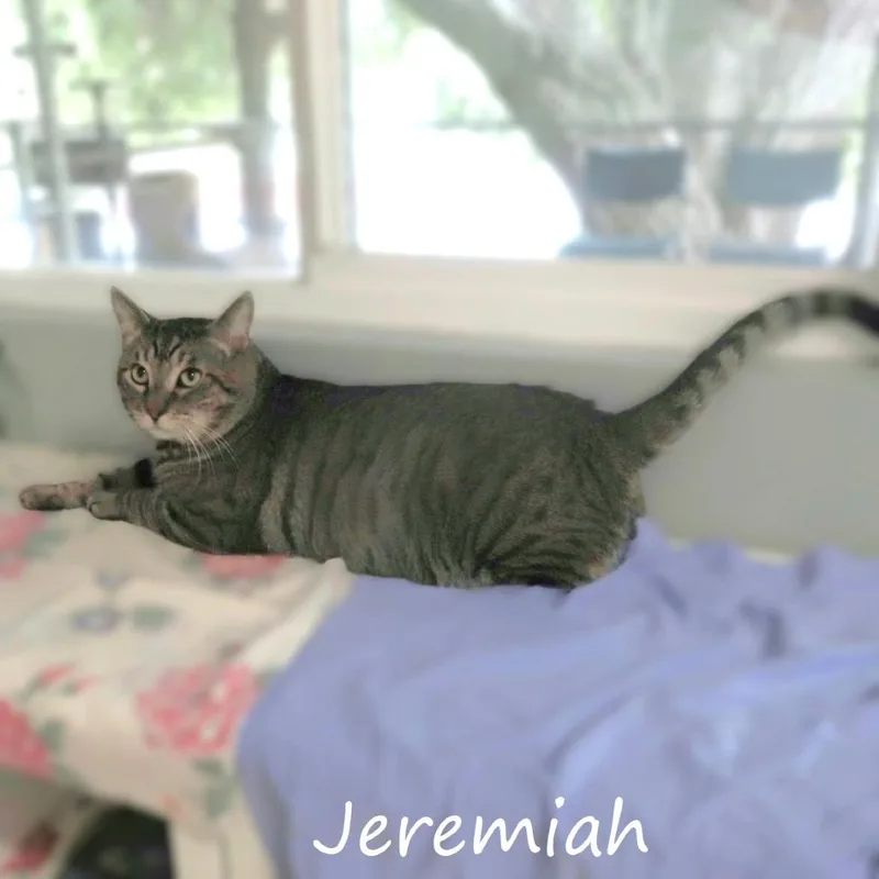 Jeremiah thumbnail 2