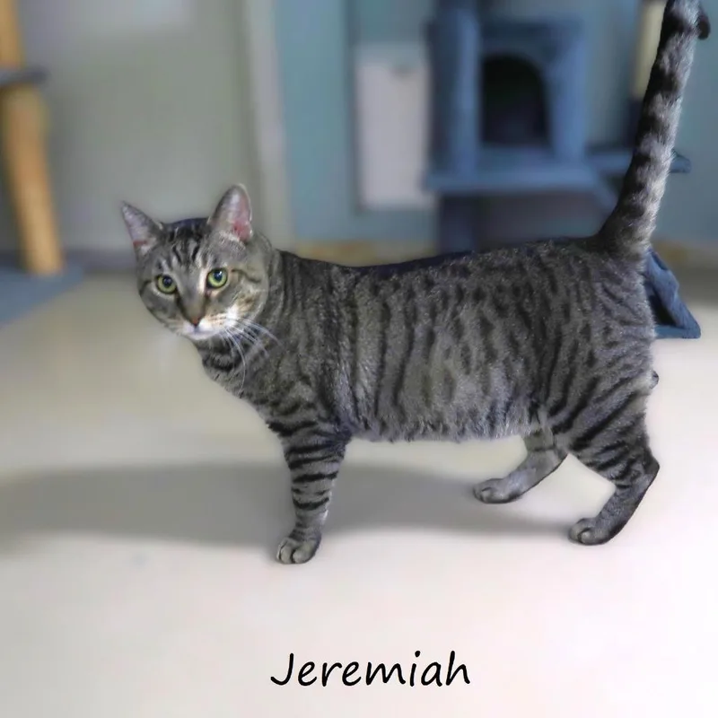 Jeremiah thumbnail 3