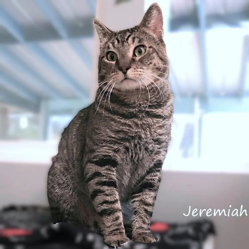 Jeremiah thumbnail 4
