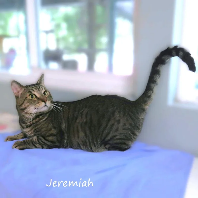Jeremiah thumbnail 5