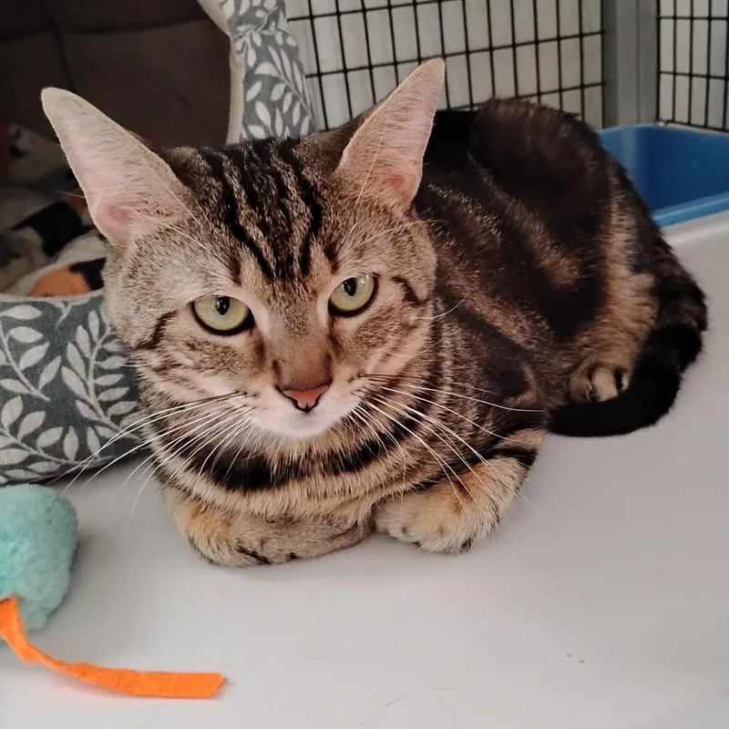 An adult medium-sized male Tabby (Tiger Striped) Domestic Short Hair cat named Mac for adoption in Dillsburg, PA