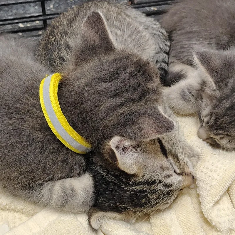A baby small-sized female Brown / Chocolate Domestic Short Hair cat named Munich for adoption in Coos Bay, OR