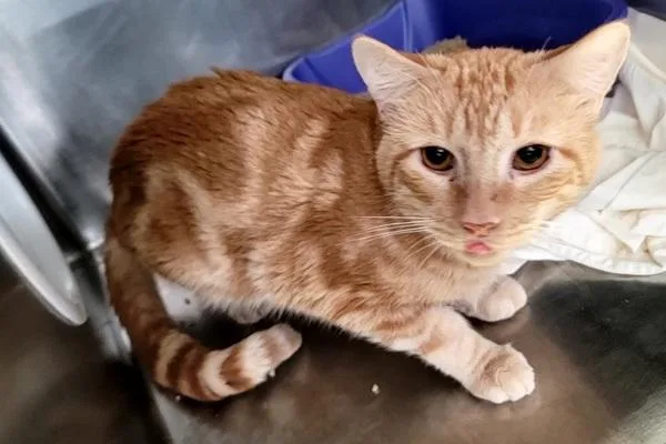 A young medium-sized male Domestic Short Hair cat named Honeydew for adoption in Staten Island, NY