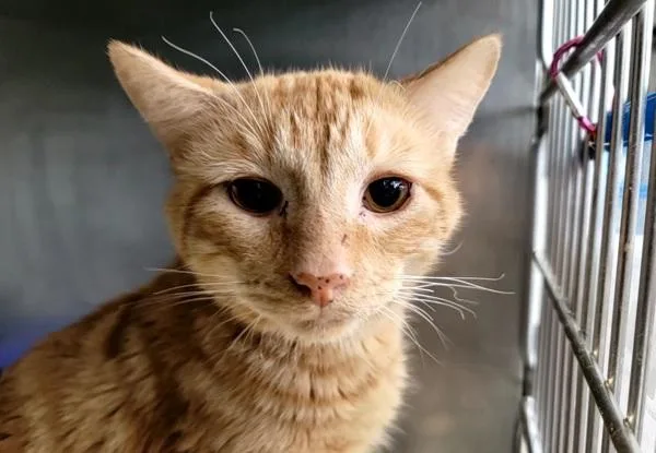 Honeydew thumbnail 2