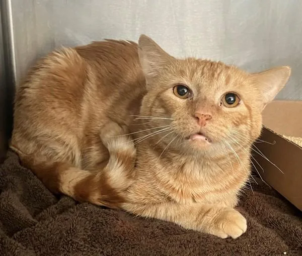 Honeydew thumbnail 3