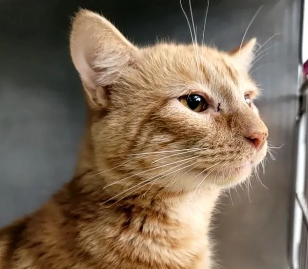 Honeydew thumbnail 4