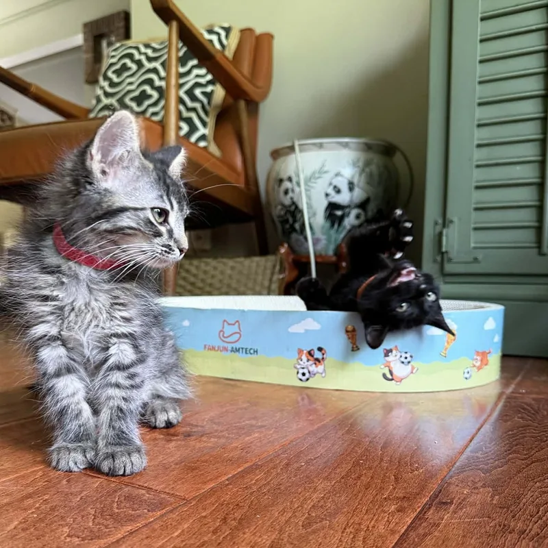 A baby medium-sized male Tabby (Brown / Chocolate) Domestic Medium Hair cat named Ebbie for adoption in Beloit, OH