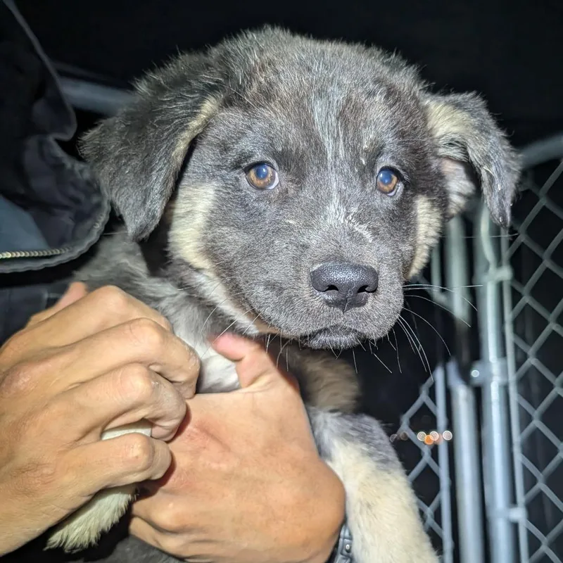 A baby small-sized female Black Mixed Breed dog named Maomao for adoption in Park City, UT