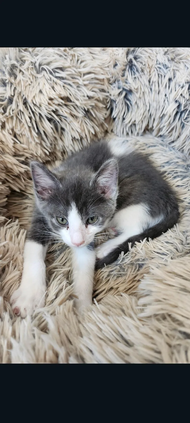 A baby small-sized male Gray & White Domestic Short Hair cat named Sterling for adoption in Lewis Center, OH