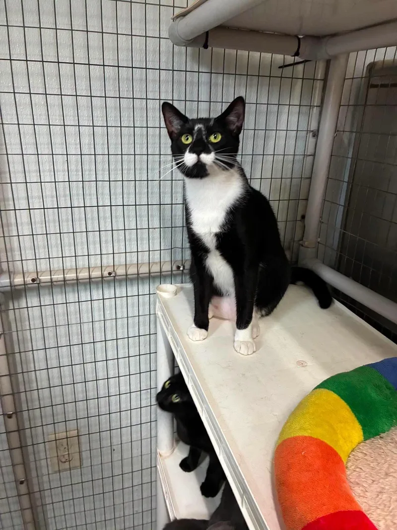 A baby medium-sized female Domestic Short Hair cat named Outlaws Purrjury for adoption in Lake Hopatcong, NJ