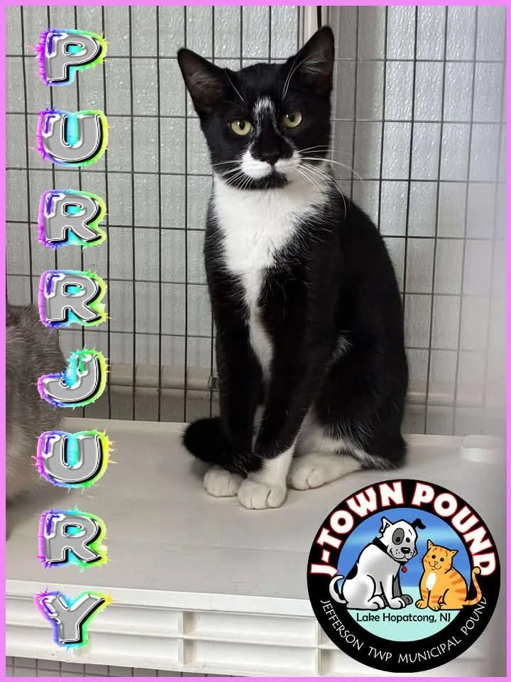 Outlaws  Purrjury thumbnail 2