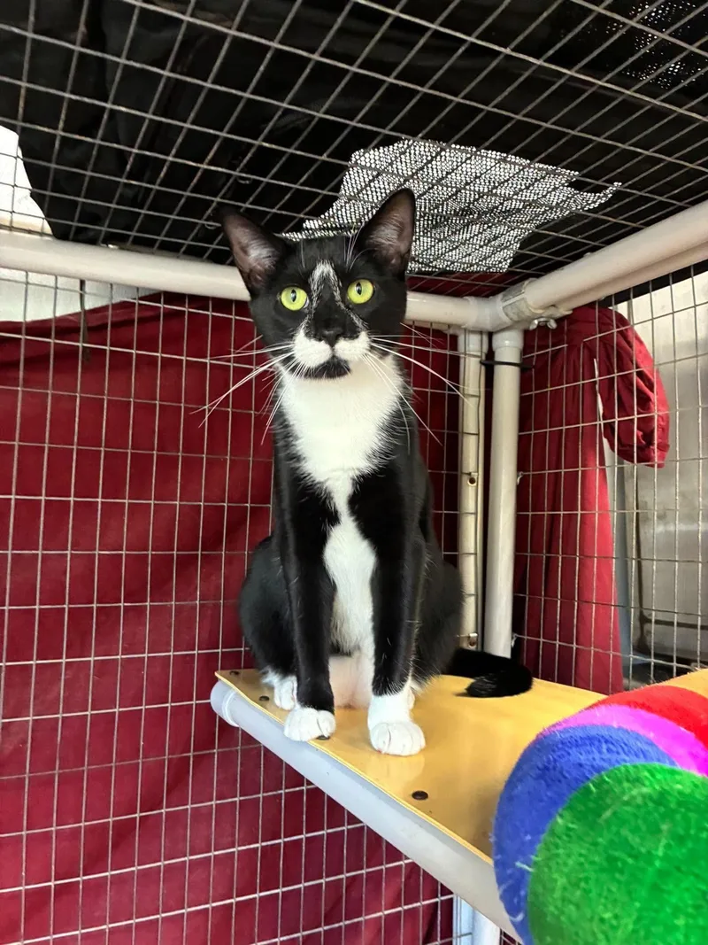 Outlaws  Purrjury thumbnail 4