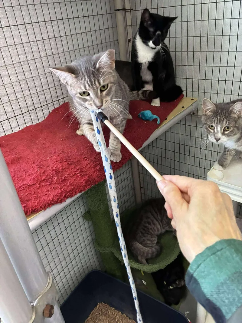 Outlaws  Purrjury thumbnail 5