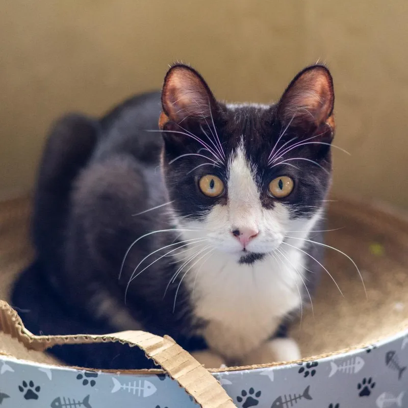 A young medium-sized male Black Domestic Short Hair cat named Konecny for adoption in Newark, DE