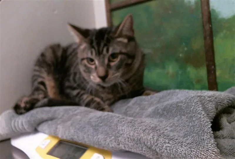 A young medium-sized male Domestic Short Hair cat named Jim for adoption in Houston, TX